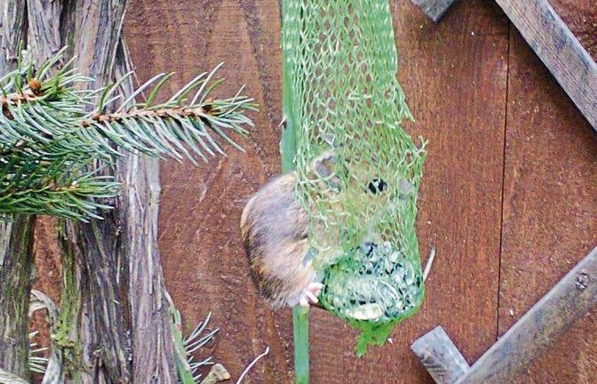 „Wer hat sich da ins Vogelfutter verirrt?“, schreibt Karlheinz Boch aus Kleinglattbach zu seinem Foto – oder handelt es sich um eine „neuartige biologischen Mausefalle“?