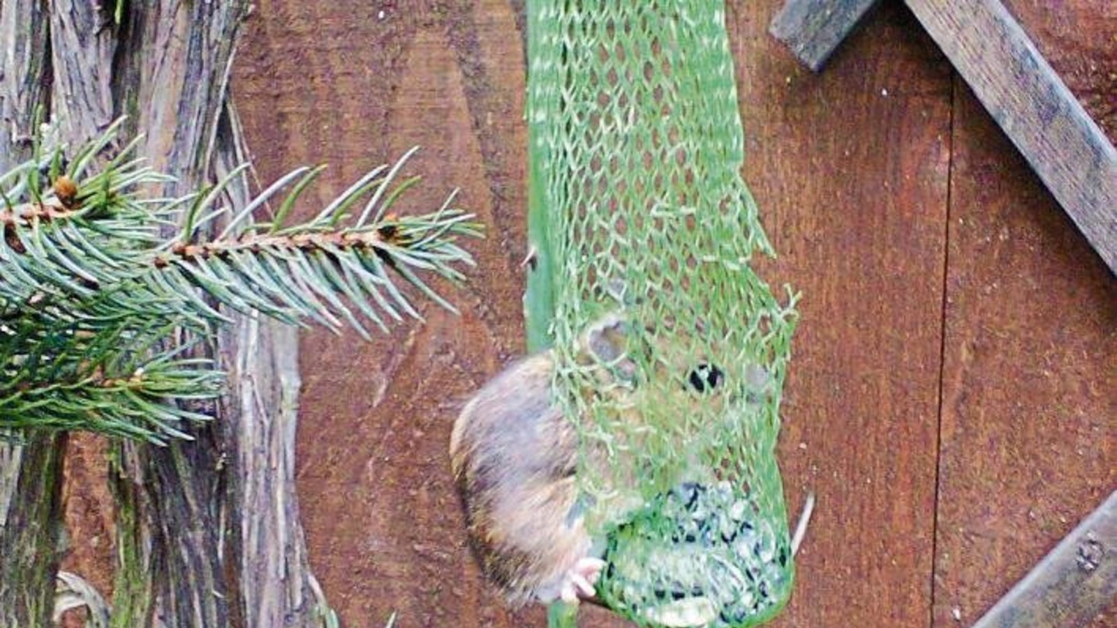 „Wer hat sich da ins Vogelfutter verirrt?“, schreibt Karlheinz Boch aus Kleinglattbach zu seinem Foto – oder handelt es sich um eine „neuartige biologischen Mausefalle“? „Wer hat sich da ins Vogelfutter verirrt?“, schreibt Karlheinz Boch aus Kleinglattbach zu seinem Foto – oder handelt es sich um eine „neuartige biologischen Mausefalle“?