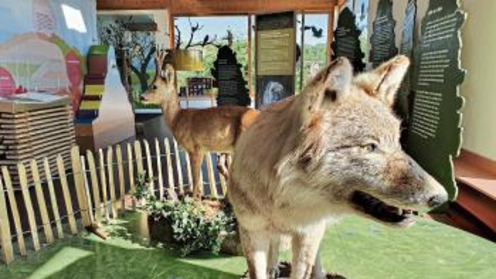 Romantisiert und verteufelt: der Wolf. Foto: p Romantisiert und verteufelt: der Wolf. Foto: p