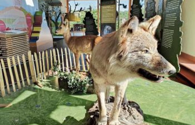 Romantisiert und verteufelt: der Wolf. Foto: p