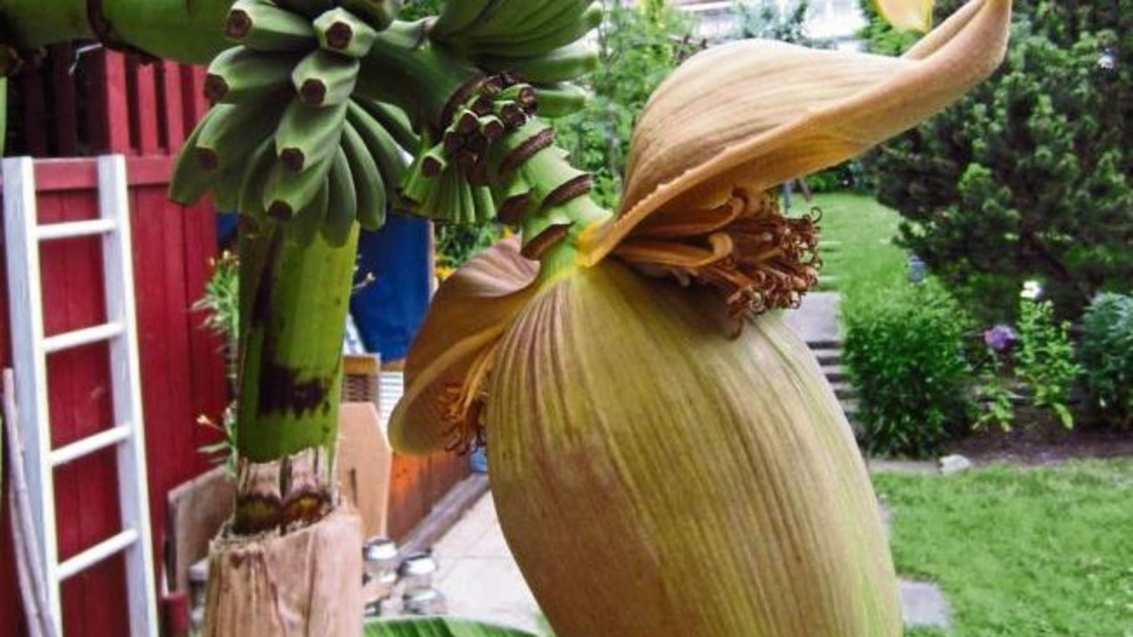 Nach drei Jahren trägt diese Bananenpflanze in Kleinglattbach Früchte.  Foto: Reinsch