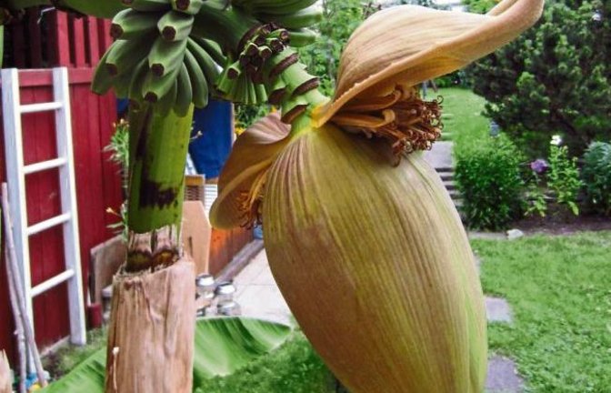 Nach drei Jahren trägt diese Bananenpflanze in Kleinglattbach Früchte.  Foto: Reinsch
