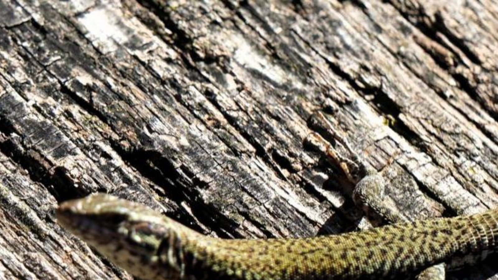 Die Mauereidechse braucht Insekten und andere Gliedertiere als Nahrung.  Foto: Thalhäuser
