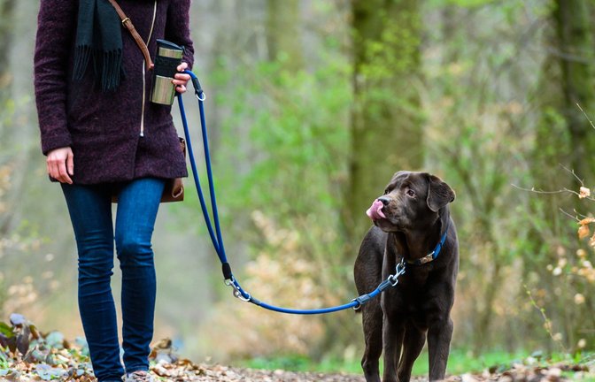 Ein Hund wurde auf einem Waldweg von einem Auto angefahren. (Symbolbild)<span class='image-autor'>Foto: dpa/Christophe Gateau</span>