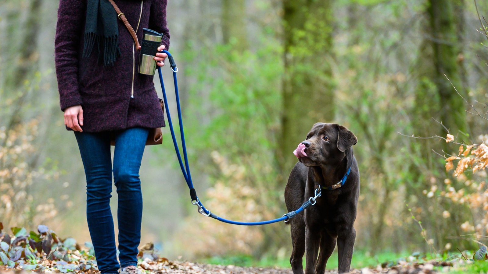Ein Hund wurde auf einem Waldweg von einem Auto angefahren. (Symbolbild)Foto: dpa/Christophe Gateau Ein Hund wurde auf einem Waldweg von einem Auto angefahren. (Symbolbild)Foto: dpa/Christophe Gateau