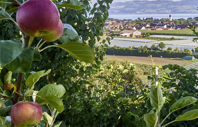 Rund um den Bodensee wird viel Kernobst angebaut.<span class='image-autor'>Foto: IMAGO/argum/IMAGO/Thomas Einberger</span>