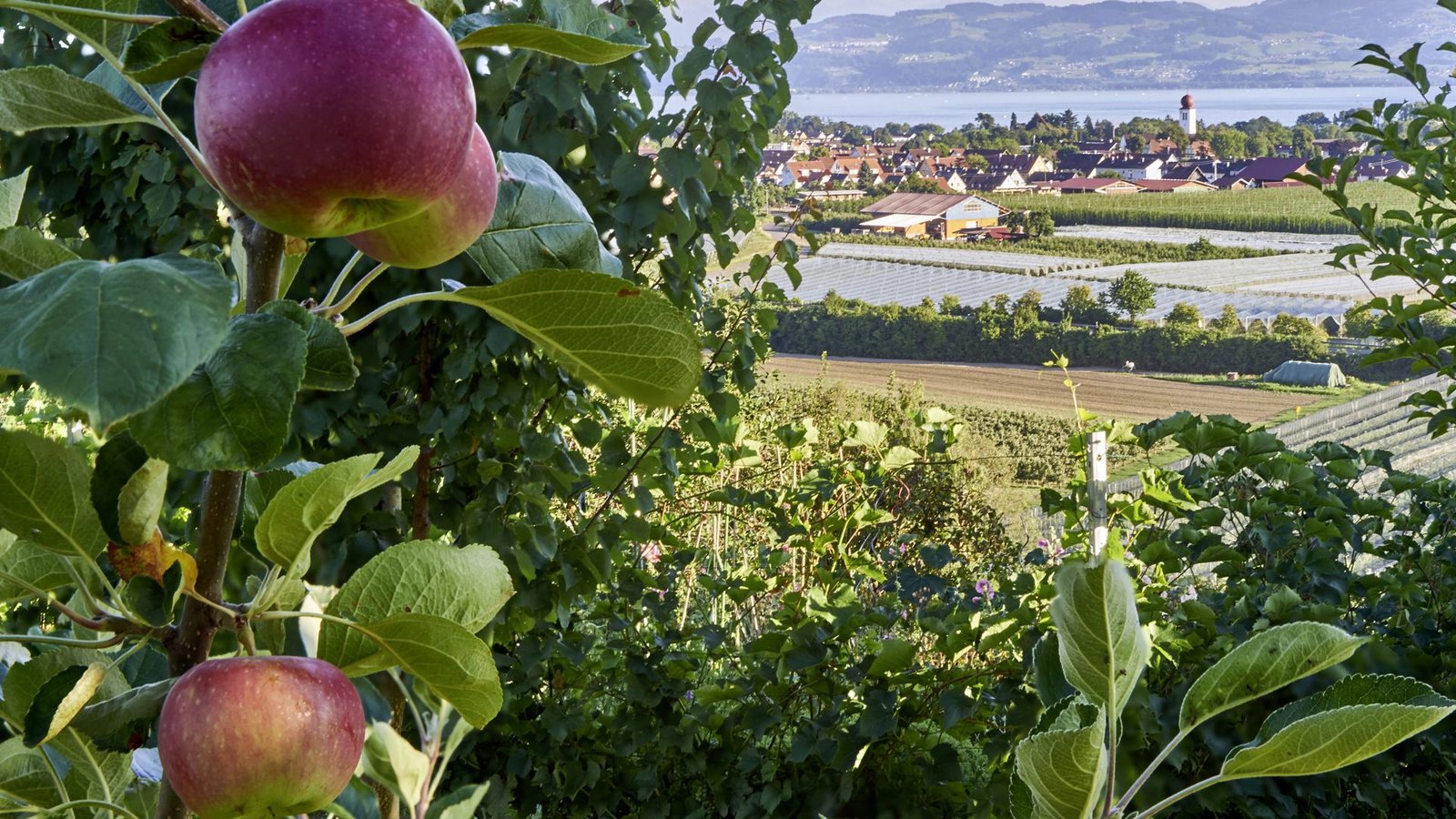 Rund um den Bodensee wird viel Kernobst angebaut.Foto: IMAGO/argum/IMAGO/Thomas Einberger
