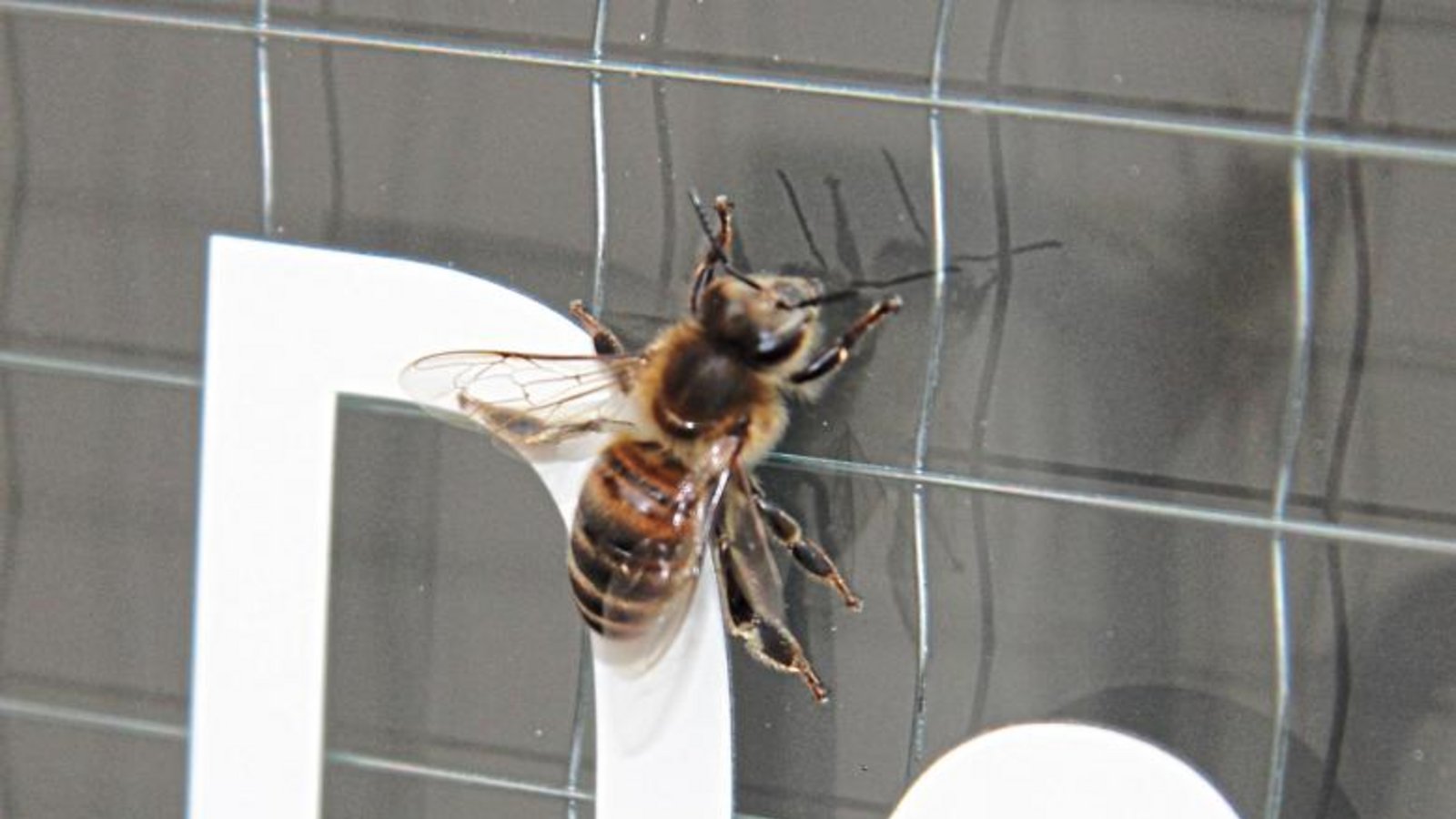 Die Honigbiene am Fenster des Oberriexinger Bürgerbüros. Foto: Rieger Die Honigbiene am Fenster des Oberriexinger Bürgerbüros. Foto: Rieger