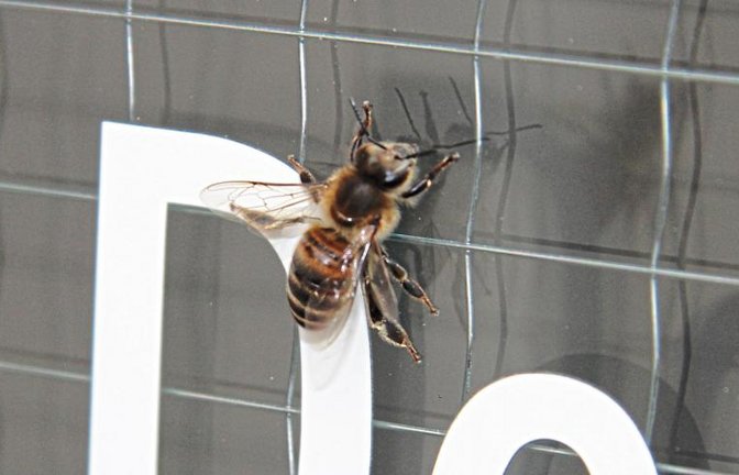 Die Honigbiene am Fenster des Oberriexinger Bürgerbüros.  Foto: Rieger