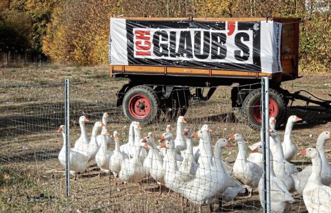 Ob sie wohl glauben, den Martinstag zu überleben? Gänseschar an der B 10 in Enzweihingen.  Foto: Arning