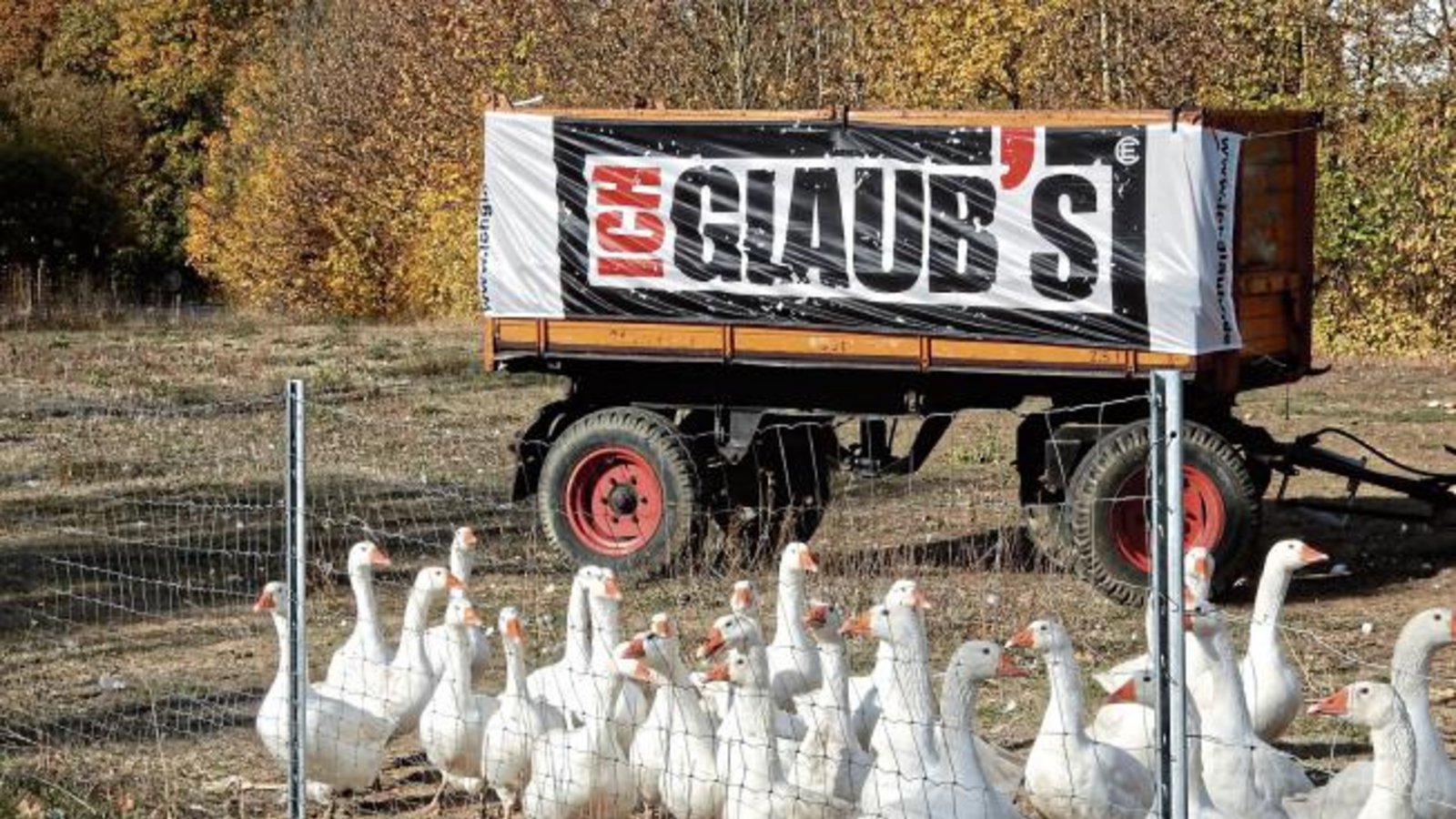 Ob sie wohl glauben, den Martinstag zu überleben? Gänseschar an der B 10 in Enzweihingen. Foto: Arning Ob sie wohl glauben, den Martinstag zu überleben? Gänseschar an der B 10 in Enzweihingen. Foto: Arning
