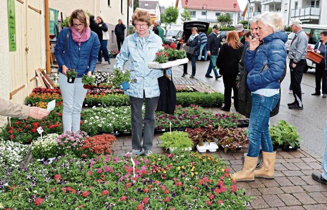 Bei dem großen Angebot Pflanzen fällt die Auswahl nicht leicht.  Foto: Gergen