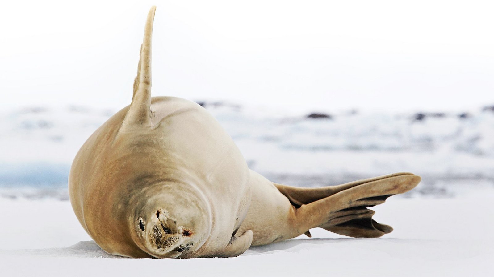 Das Vogelgrippevirus infiziert in der Antarktis auch Säugetieren wie Krabbenfresser-Robben.Foto: imago/Westend61 Das Vogelgrippevirus infiziert in der Antarktis auch Säugetieren wie Krabbenfresser-Robben.Foto: imago/Westend61