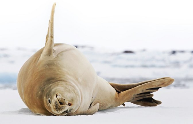 Das Vogelgrippevirus infiziert in der Antarktis auch Säugetieren wie Krabbenfresser-Robben.<span class='image-autor'>Foto: imago/Westend61</span>