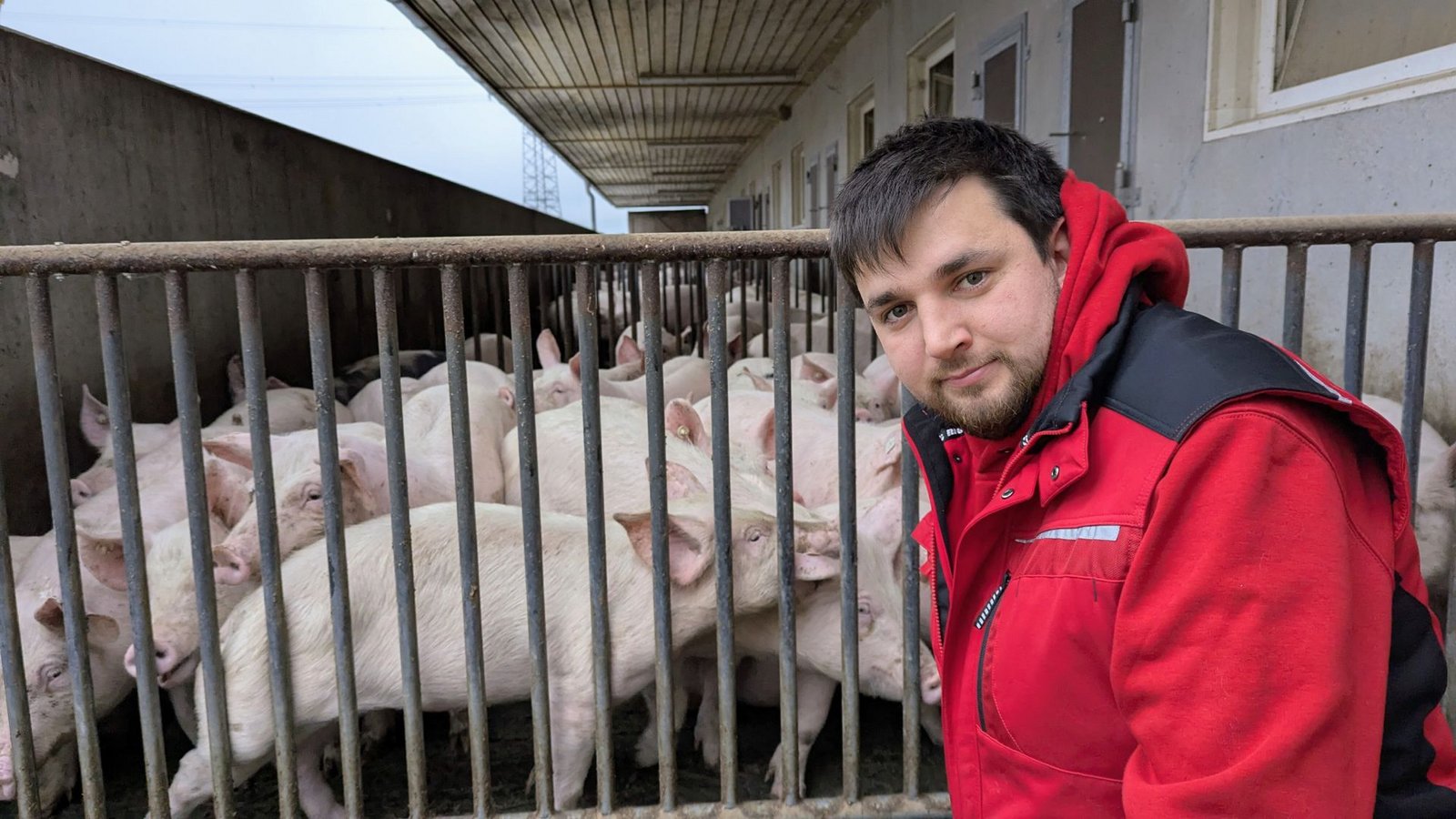 Kommt Matthias Barth oder einer seiner 25 Hofmitarbeiter in die Nähe, treten die Schweine heraus, alle auf einmal, neugierig, rangelnd, hier und da raufend.Foto: Rüdiger Bäßler Kommt Matthias Barth oder einer seiner 25 Hofmitarbeiter in die Nähe, treten die Schweine heraus, alle auf einmal, neugierig, rangelnd, hier und da raufend.Foto: Rüdiger Bäßler