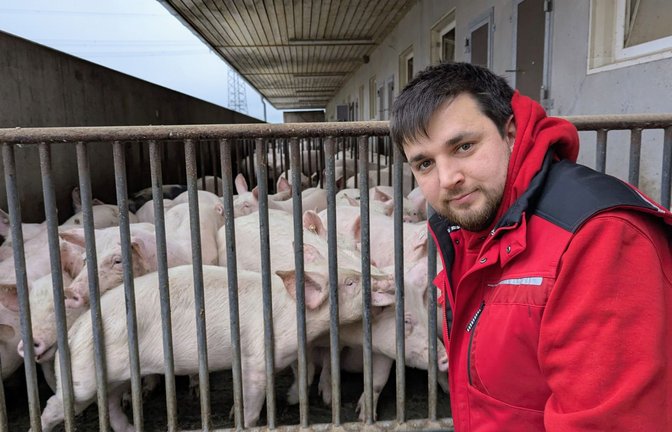 Kommt Matthias Barth  oder einer seiner 25 Hofmitarbeiter in die Nähe, treten die Schweine  heraus, alle auf einmal, neugierig, rangelnd, hier und da raufend.<span class='image-autor'>Foto: Rüdiger Bäßler</span>