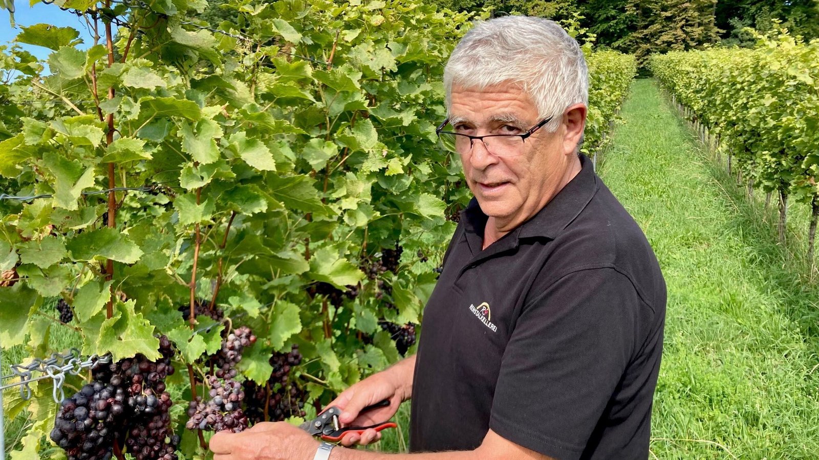 Bleibt alles hängen: In diesem Weinberg bei Winnenden können die Trauben zu nichts mehr gebraucht werden, erklärt Karl-Heinz Eckstein.Foto: Bleibt alles hängen: In diesem Weinberg bei Winnenden können die Trauben zu nichts mehr gebraucht werden, erklärt Karl-Heinz Eckstein.Foto: 