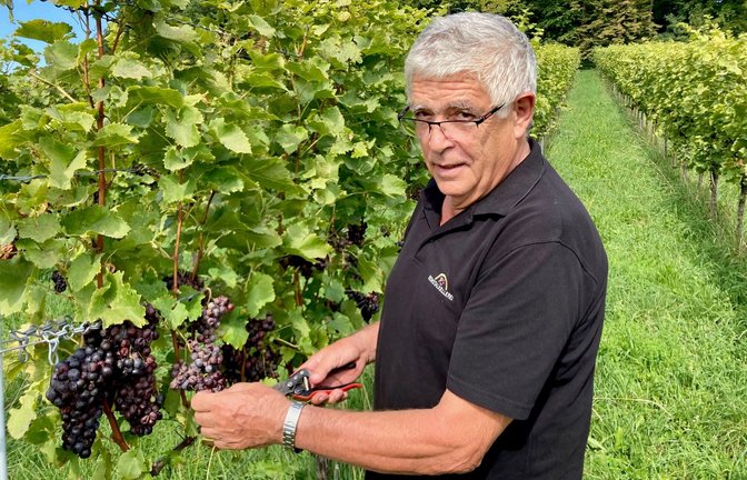 Bleibt alles hängen: In diesem Weinberg bei Winnenden können die Trauben zu nichts mehr gebraucht werden, erklärt Karl-Heinz Eckstein.<span class='image-autor'>Foto: &nbsp;</span>