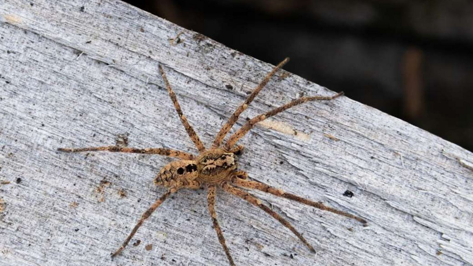Nosferatu-Spinne: Ein neuer Gast in deutschen Wohnungen: Das Foto zeigt eine – nicht sehr giftige – Nosferatu-Spinne auf einem Holzblock.Foto: Nabu/dpa/Robert Pfeifle Nosferatu-Spinne: Ein neuer Gast in deutschen Wohnungen: Das Foto zeigt eine – nicht sehr giftige – Nosferatu-Spinne auf einem Holzblock.Foto: Nabu/dpa/Robert Pfeifle