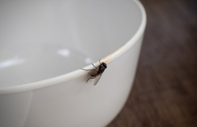 So werden Sie die Fliegen los.<span class='image-autor'>Foto: Napat_M / shutterstock.com</span>