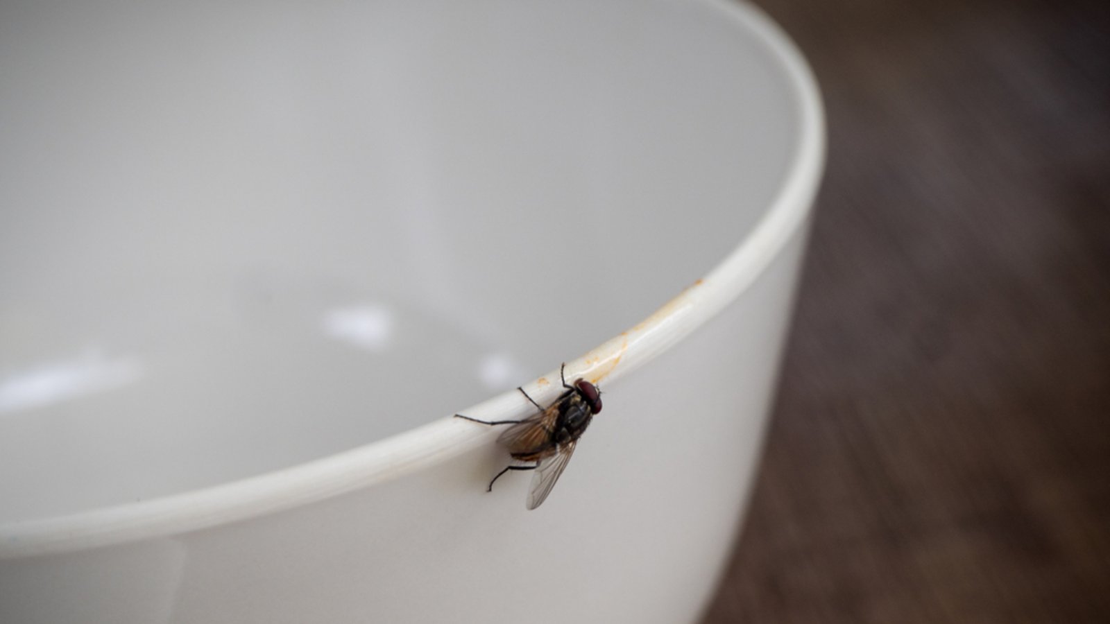 So werden Sie die Fliegen los.Foto: Napat_M / shutterstock.com So werden Sie die Fliegen los.Foto: Napat_M / shutterstock.com