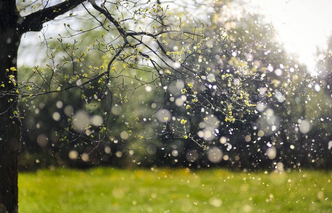Pollenflug von Pappeln: Wer Heuschnupfen hat, kennt ungetrübte Vorfreude auf den Frühling oft nicht: Dann beginnt wieder die Zeit, die ohne Allergietabletten und Taschentücher kaum zu überstehen ist.<span class='image-autor'>Foto: Imago/Christian Ohde</span>