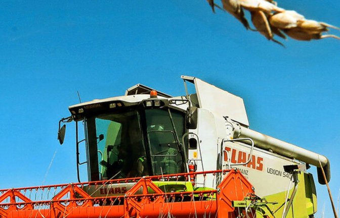 Noch hat die Landwirtschaft in der Region viele Facetten: Getreide . . . <span class='image-autor'>Foto: dpa/Warnack</span>