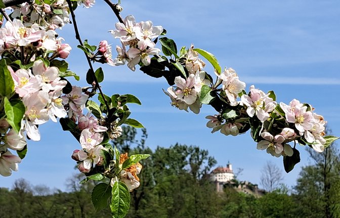 „Blütenschau mit Schlossblick“ hat unser Leser Jürgen Kramer aus Roßwag seine schöne Momentaufnahme benannt.