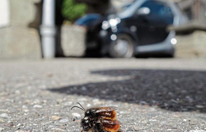 Von Frühlingsgefühlen übermannt sitzt die Gehörnte Mauerbiene auf einem Gehweg in Vaihingen. Das liebestolle Pärchen wurde an einen sicheren Ort bugsiert. Foto: Rücker