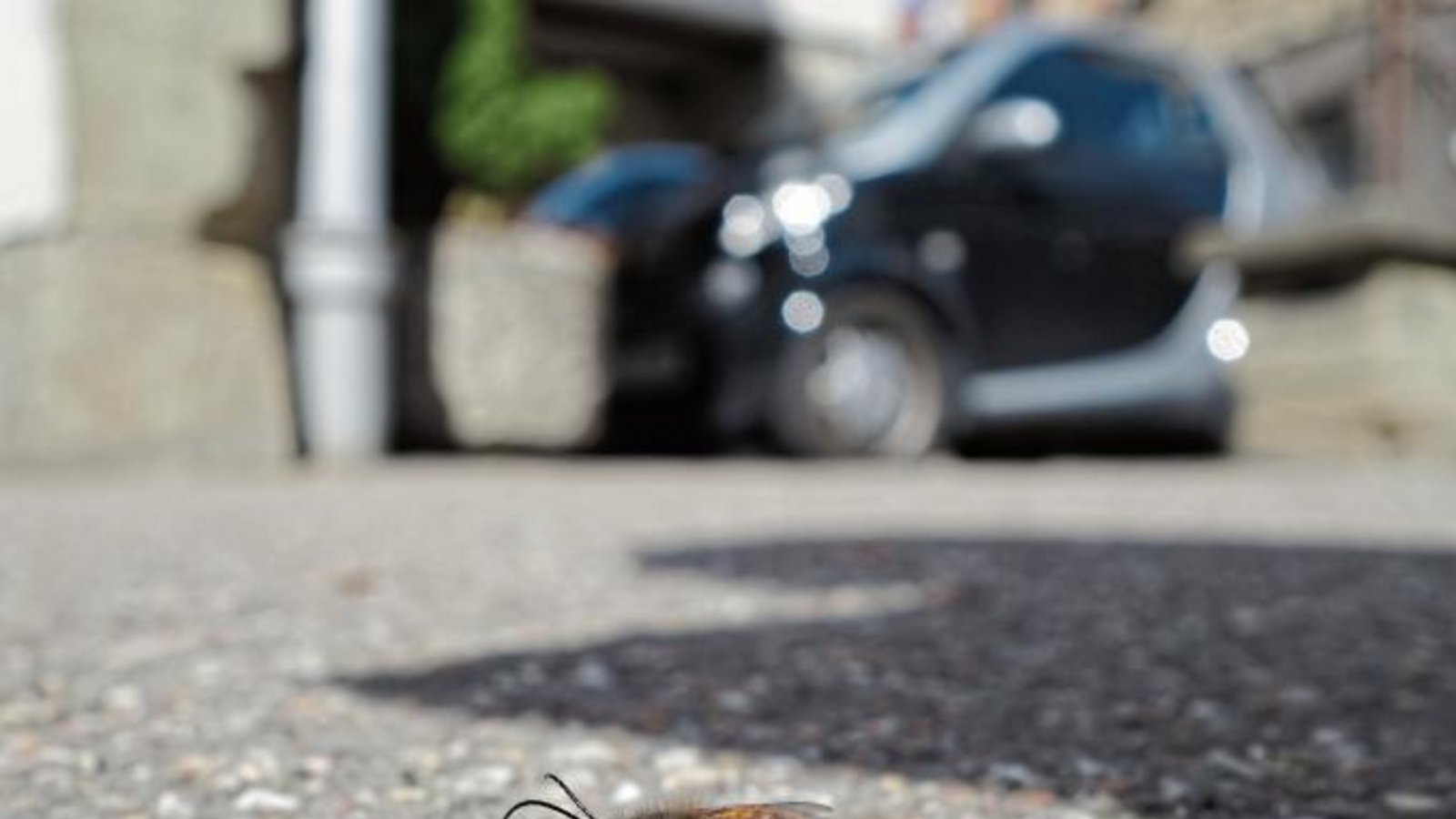Von Frühlingsgefühlen übermannt sitzt die Gehörnte Mauerbiene auf einem Gehweg in Vaihingen. Das liebestolle Pärchen wurde an einen sicheren Ort bugsiert. Foto: Rücker