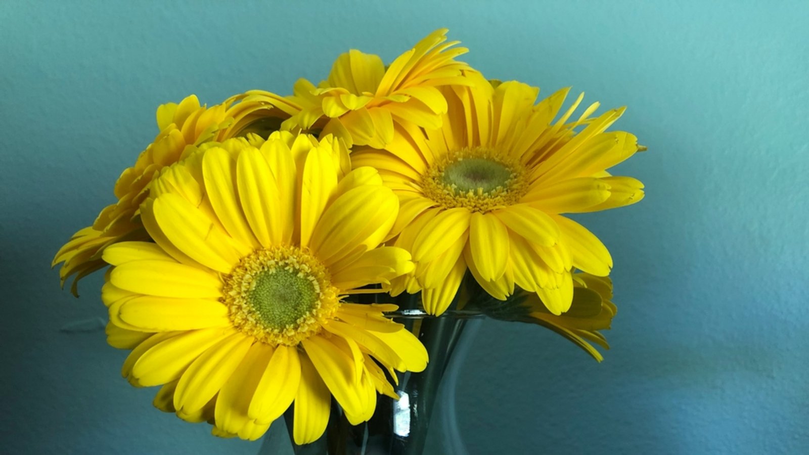 Wer langfristig etwas von seinen Blumen haben möchte, kann diese trocknen. Wie das Konservieren mit Gerbera-Blumen am besten funktioniert, erfahren Sie hier.Foto: Tkatzzz / Shutterstock.com Wer langfristig etwas von seinen Blumen haben möchte, kann diese trocknen. Wie das Konservieren mit Gerbera-Blumen am besten funktioniert, erfahren Sie hier.Foto: Tkatzzz / Shutterstock.com