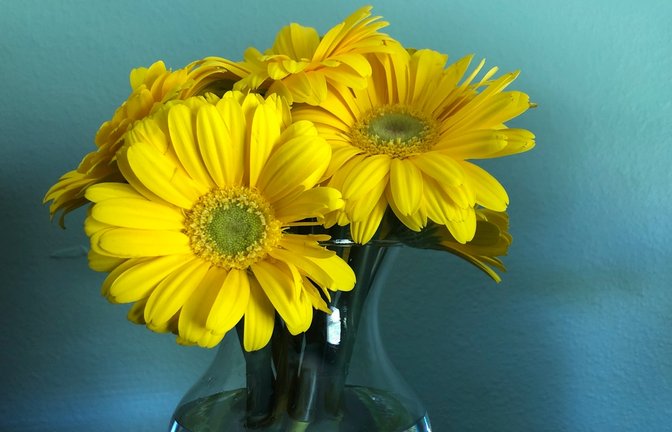Wer langfristig etwas von seinen Blumen haben möchte, kann diese trocknen. Wie das Konservieren mit Gerbera-Blumen am besten funktioniert, erfahren Sie hier.<span class='image-autor'>Foto: Tkatzzz / Shutterstock.com</span>