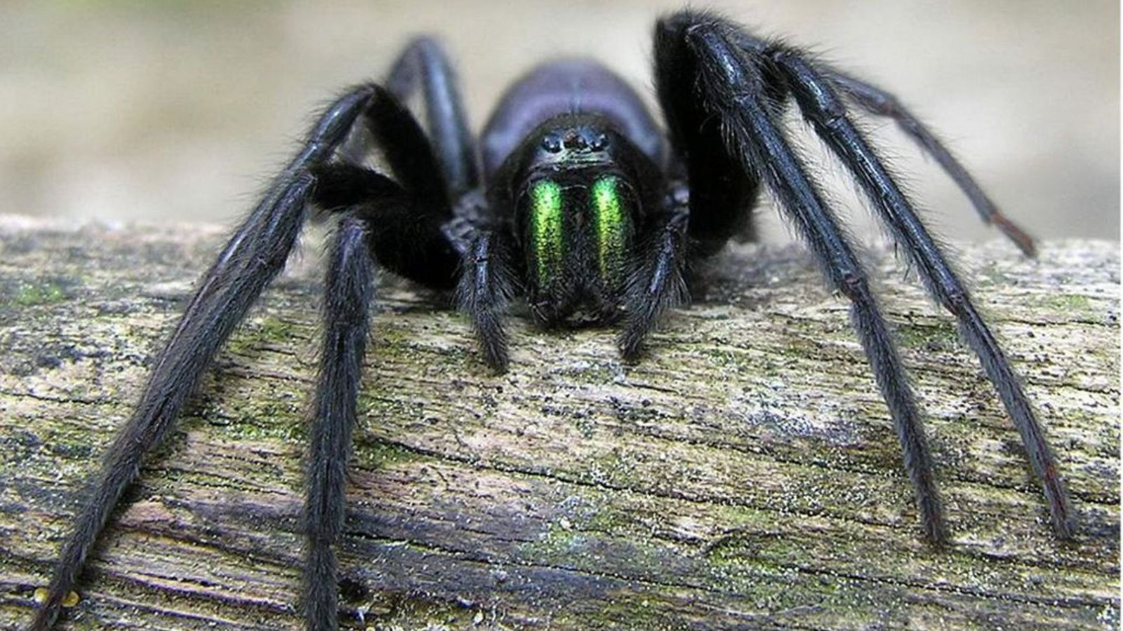 Echte Webspinne (Segestria florentina): Diese bis 22 Millimeter große Spinne trifft man hauptsächlich im mediterranen Bereich und in England an. Bei Störungen kann sie schmerzhaft zubeißen, was unter Umständen milde bis mittelstarke Schmerzen auslösen kann. Die Art lebt sehr zurückgezogen in Felsspalten, Löchern und unter Rinde, weshalb ein Biss unwahrscheinlich ist.Foto: Wikipedia commons/Luis Miguel Bugallo Sánchez /CC BY-SA 3.0 Echte Webspinne (Segestria florentina): Diese bis 22 Millimeter große Spinne trifft man hauptsächlich im mediterranen Bereich und in England an. Bei Störungen kann sie schmerzhaft zubeißen, was unter Umständen milde bis mittelstarke Schmerzen auslösen kann. Die Art lebt sehr zurückgezogen in Felsspalten, Löchern und unter Rinde, weshalb ein Biss unwahrscheinlich ist.Foto: Wikipedia commons/Luis Miguel Bugallo Sánchez /CC BY-SA 3.0