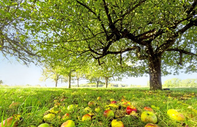 Streuobstwiesen in privatem Besitz sind in der Region Stuttgart weit verbreitet – auch für sie muss Grundsteuer gezahlt werden.<span class='image-autor'>Foto: imago// Schreiter</span>