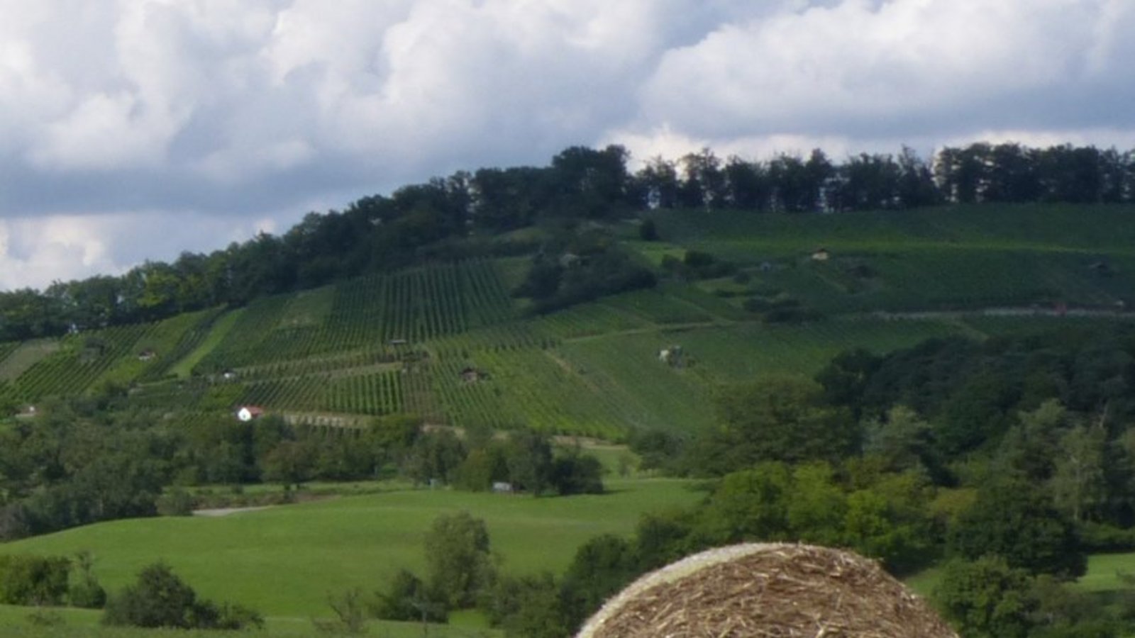 Lienzinger Weinberge mit Wiesen und Streuobstgebiet.  Foto: p