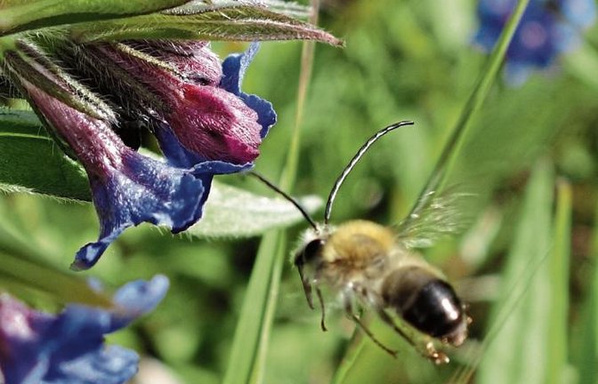 Nicht sehr aerodynamisch, aber funktioniert und sieht klasse aus: Eine Langhornbiene mit den namengebenden langen Fühlern im Anflug auf ihr Frühstück.  Foto: Rücker