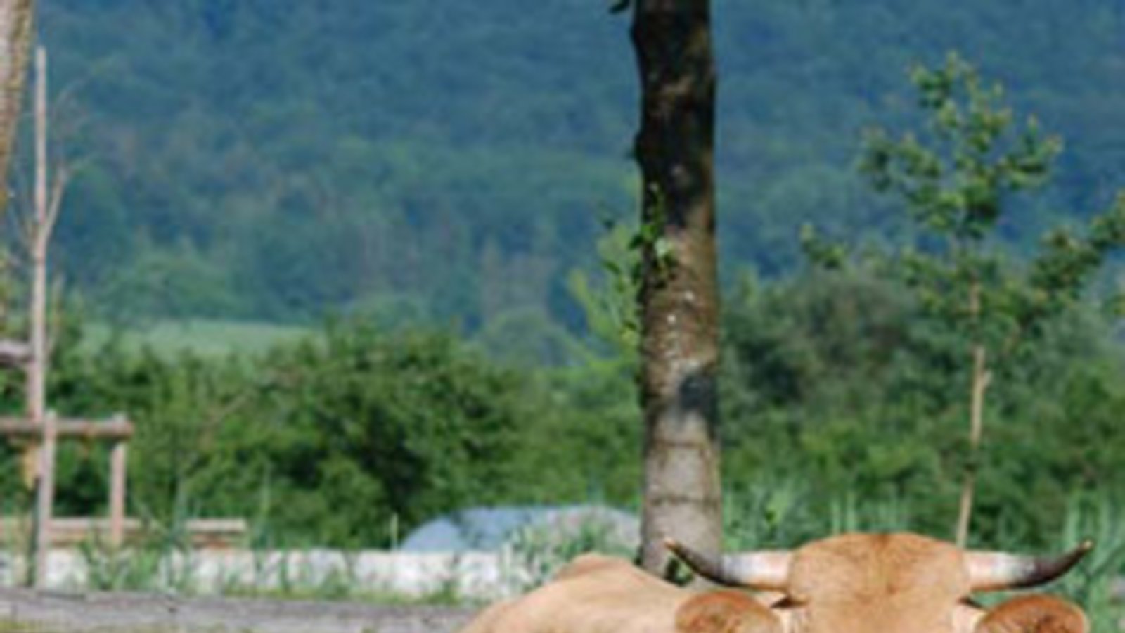 Selten und ausgesprochen hübsch: das Limpurger Rind. Foto: Milerski Selten und ausgesprochen hübsch: das Limpurger Rind. Foto: Milerski