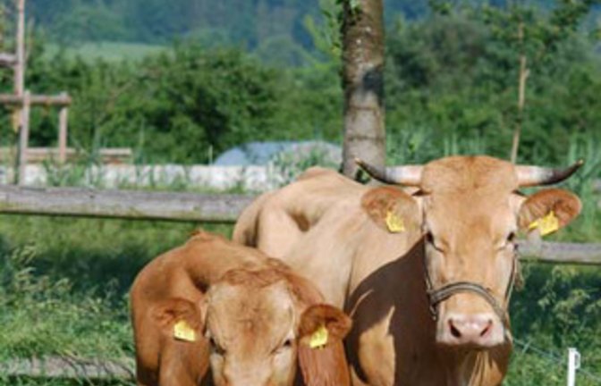 Selten und ausgesprochen hübsch: das Limpurger Rind. Foto: Milerski