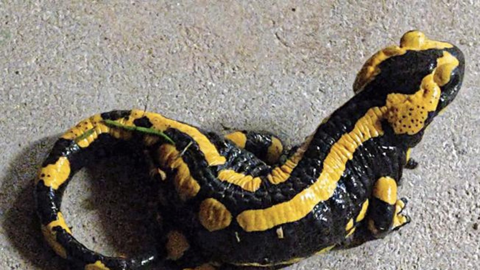 Immer wieder mal verirre sich ein Feuersalamander in ihrem Hof oder gar in der Garage, schreibt uns Clara Spielmann aus Gündelbach zu ihrem Foto. Immer wieder mal verirre sich ein Feuersalamander in ihrem Hof oder gar in der Garage, schreibt uns Clara Spielmann aus Gündelbach zu ihrem Foto.