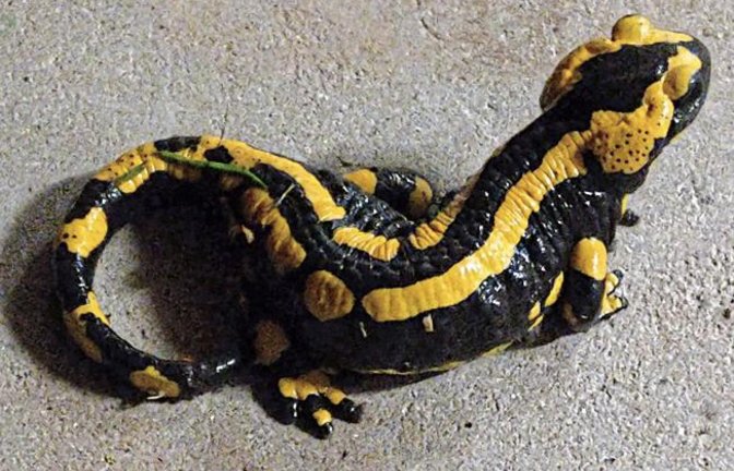 Immer wieder mal verirre sich ein Feuersalamander in ihrem Hof oder gar in der Garage, schreibt uns Clara Spielmann aus Gündelbach zu ihrem Foto.