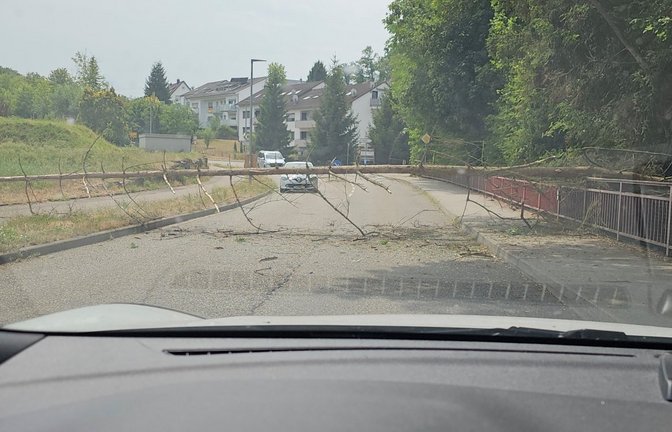 Der Baum fällt quer über die Fahrbahn der Rieter Straße.  <span class='image-autor'>Foto: Seiz</span>
