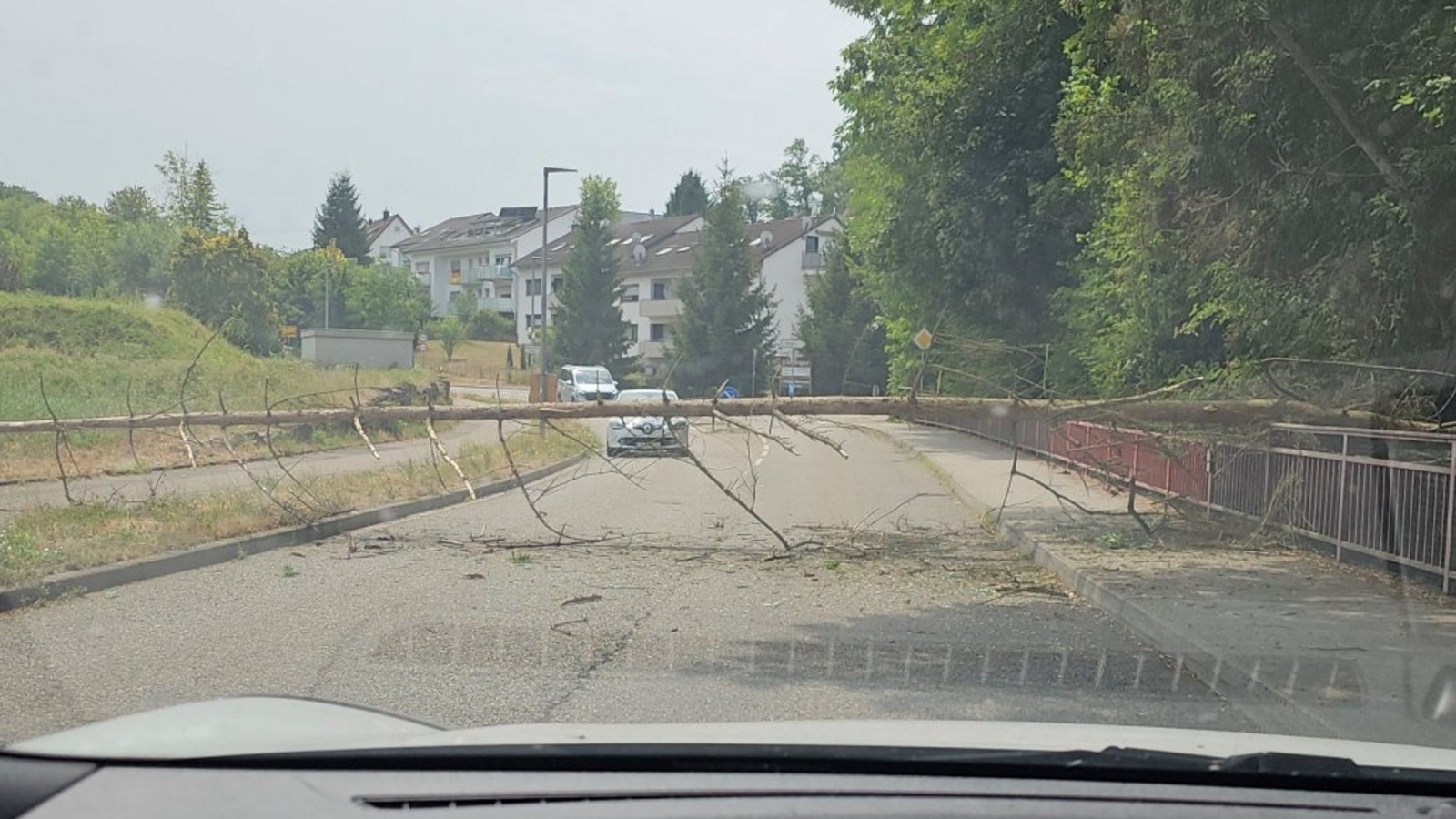 Der Baum fällt quer über die Fahrbahn der Rieter Straße. Foto: Seiz Der Baum fällt quer über die Fahrbahn der Rieter Straße. Foto: Seiz