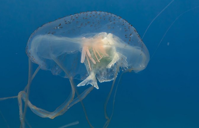 Die Tentakel der Seewespe sind mit Tausenden von Nesselzellen besetzt, die bei der kleinsten Berührung explodieren und tief in die Haut eindringen.<span class='image-autor'>Foto: Imago/Pond5 Images</span>