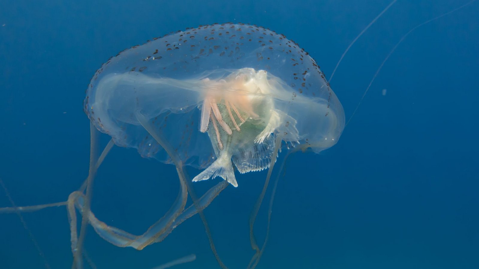 Die Tentakel der Seewespe sind mit Tausenden von Nesselzellen besetzt, die bei der kleinsten Berührung explodieren und tief in die Haut eindringen.Foto: Imago/Pond5 Images Die Tentakel der Seewespe sind mit Tausenden von Nesselzellen besetzt, die bei der kleinsten Berührung explodieren und tief in die Haut eindringen.Foto: Imago/Pond5 Images