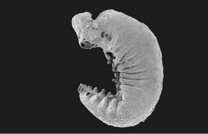Sensationeller Fund: Die 520 Millionen Jahre alte Larve „Youti yuanshi“ gibt viele  Geheimnisse der  Evolution früher Gliederfüßer preis.<span class='image-autor'>Foto: © Yang Jie/Zhang Xiguang</span>