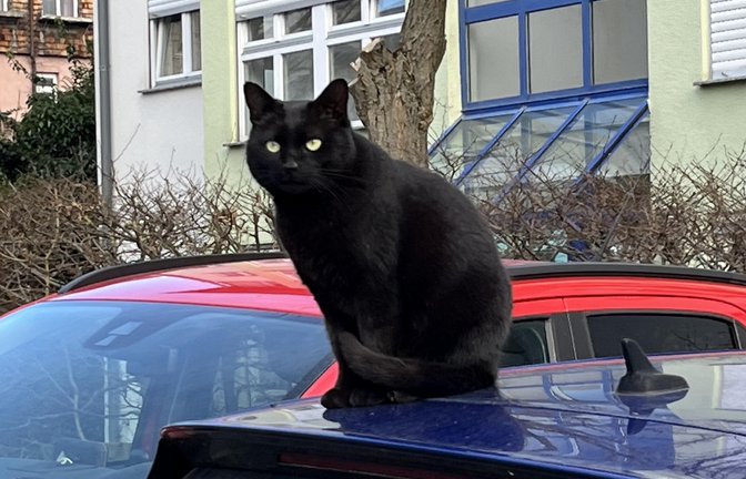 Angesichts der frühlingshaften Temperaturen scheint es dieser Katzen auf dem heißen Blechdach richtig gut zu gefallen. Gesehen von Friedbert Rößler in Vaihingen.