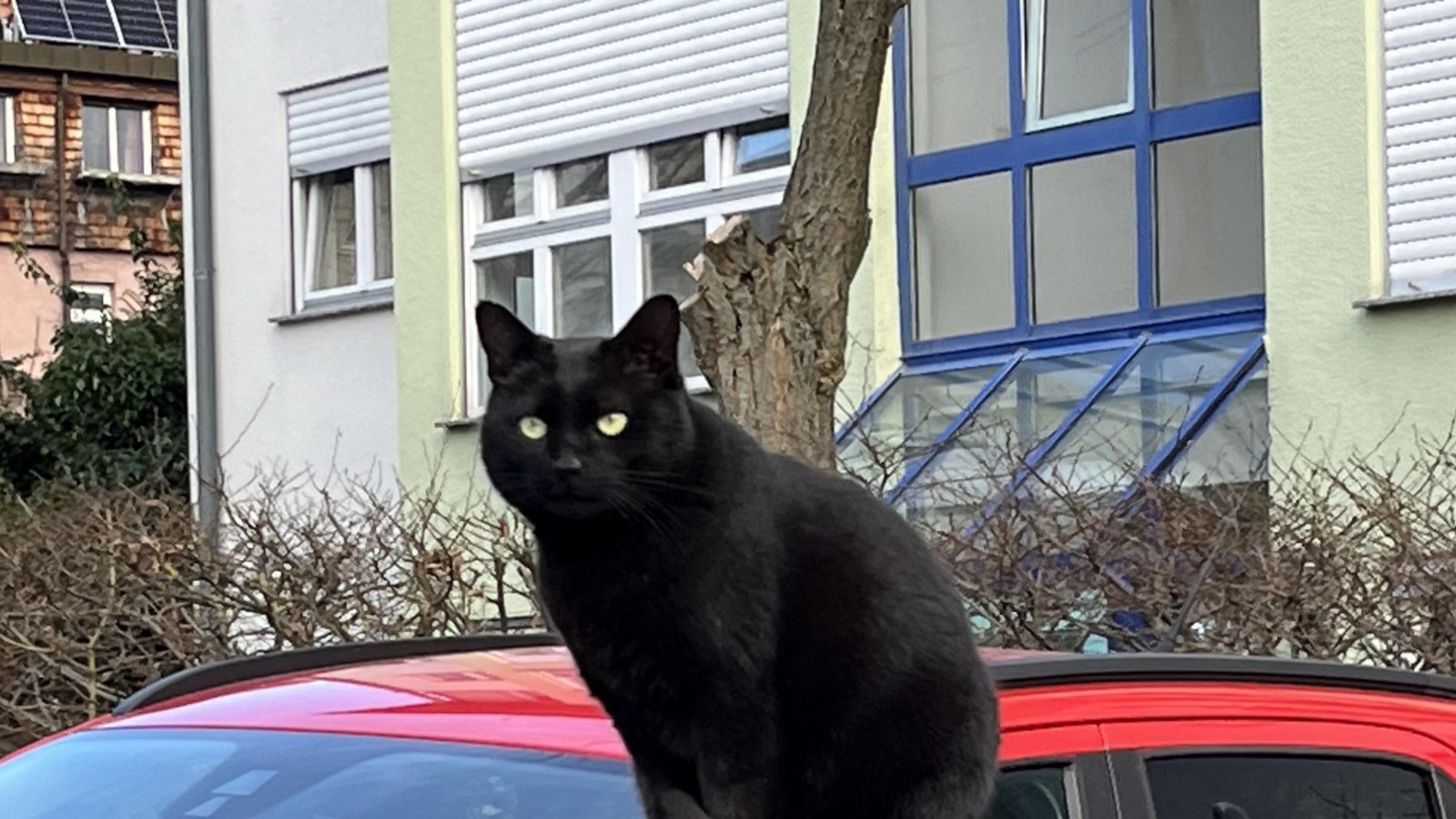 Angesichts der frühlingshaften Temperaturen scheint es dieser Katzen auf dem heißen Blechdach richtig gut zu gefallen. Gesehen von Friedbert Rößler in Vaihingen.