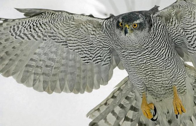 Was für ein schöner Bursche: Der Habicht – verehrt und gejagt.  Foto: Nabu / M. Varesvuo