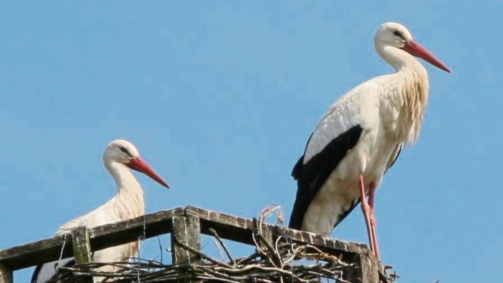 Fotografenglück: In Horrheim posieren beide Störche auf der Nisthilfe.  Foto: Rücker
