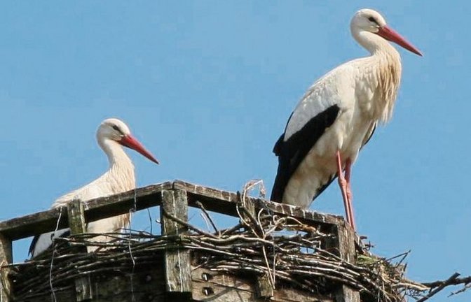 Fotografenglück: In Horrheim posieren beide Störche auf der Nisthilfe.  Foto: Rücker
